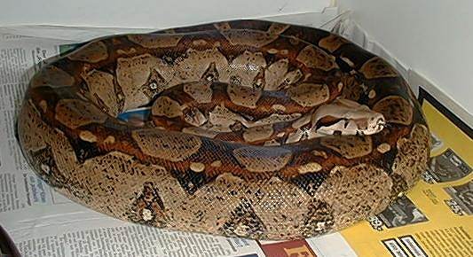  Boa Constrictor Imperator Kolumbien ID = 