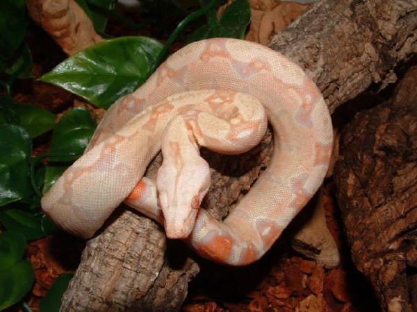  Albino Boa con. imperator ID = 