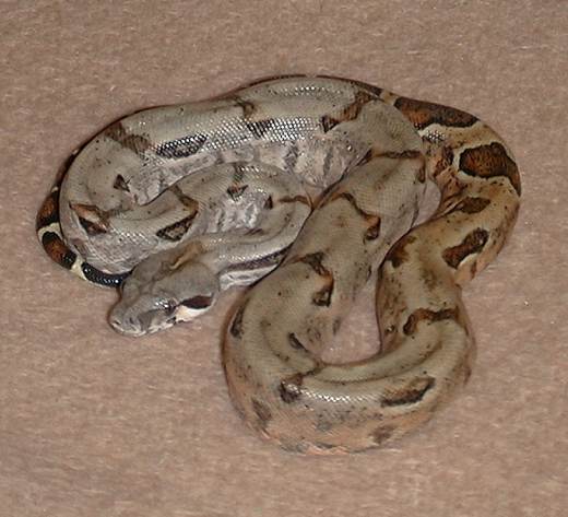  Boa Constrictor Imperator Ecuador ID = 