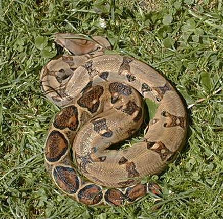  Boa Constrictor Imperator Ecuador ID = 