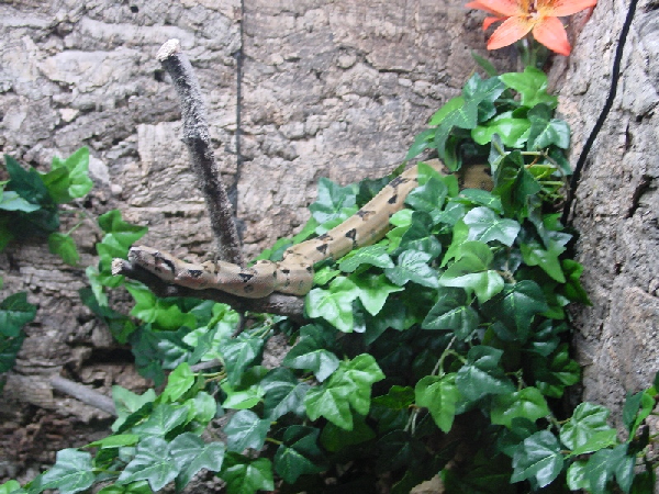  Boa constrictor imperator "Ecuador" ID = 