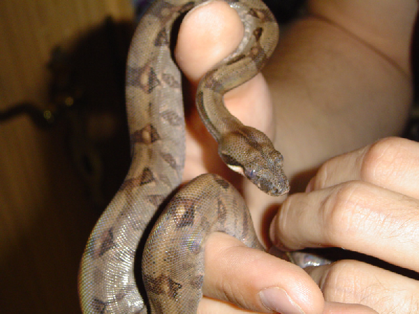  Boa constrictor imperator "Ecuador" ID = 