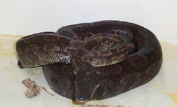  Boa C. Nebulosa ID = 