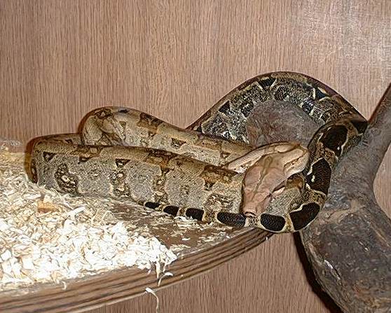  Boa Constrictor Orohias ID = 