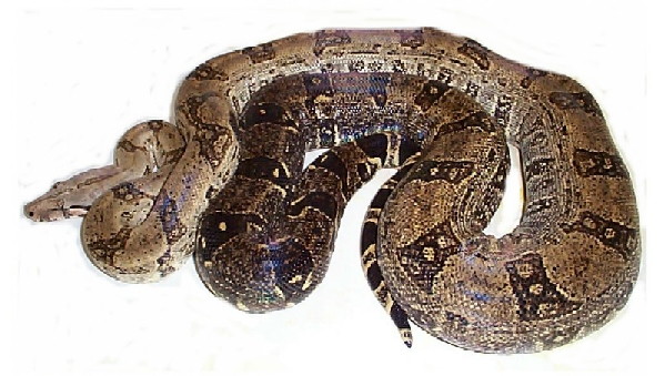  Boa Constrictor Orophias ID = 