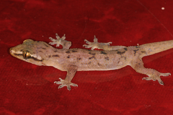  Hemidactylus depressus ID = 