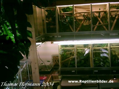  Phelsumen-Terrarien 2 ID = 