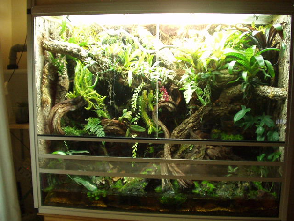  Terrarium Regenwald ID = 