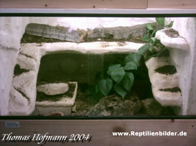  Terrarium C.elegans ID = 