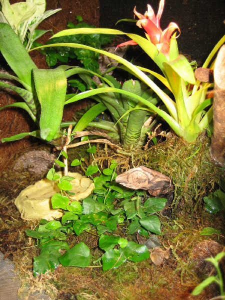  Dendrobaten Terrarium ID = 