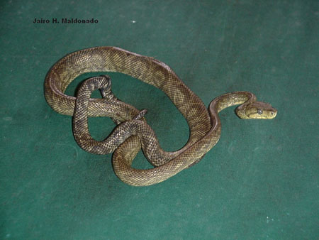  Corallus Ruschenbergerii ID = 