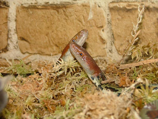  Elaphe moelendorffi ID = 