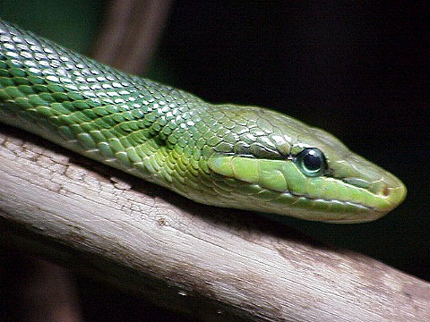  Elaphe oxycephala ID = 