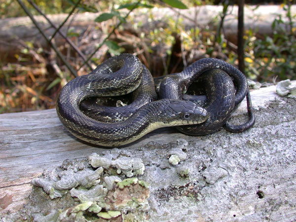  Elaphe obsoleta spiloides ID = 