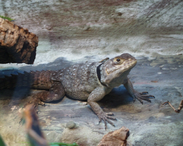  Oplurus cuvieri ID = 