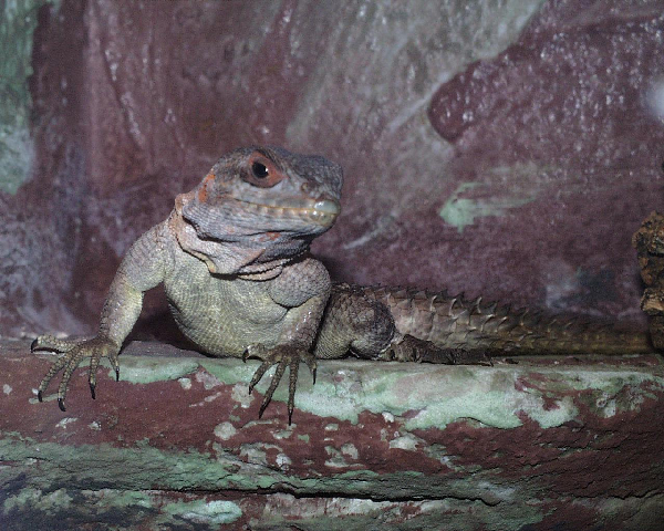  Oplurus cuvieri ID = 