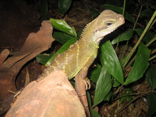  Iguana Iguana ID = 