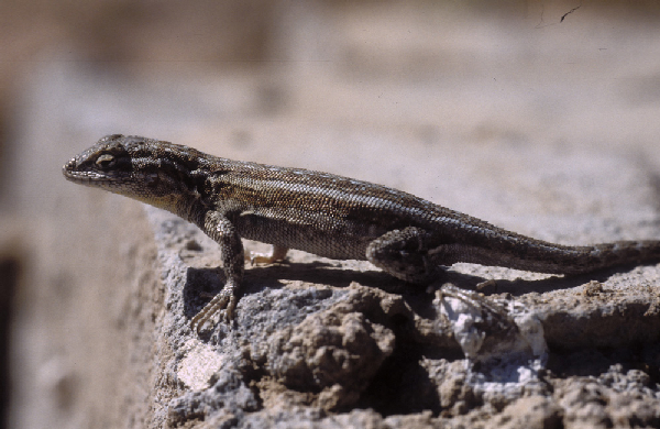  Uta stansburiana ID = 