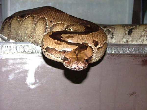  Python breitensteini ID = 