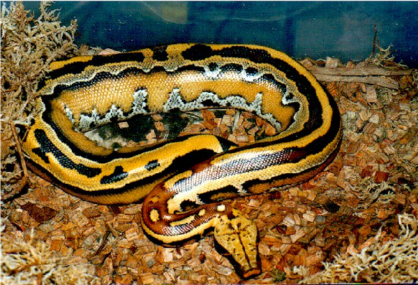  Python curtus brongersmai ID = 