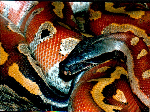  Python curtus brongersmai ID = 