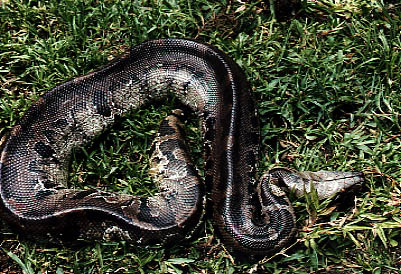  Python curtus (Blut/Buntpython) ID = 