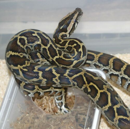  Python m. bivittatus ID = 