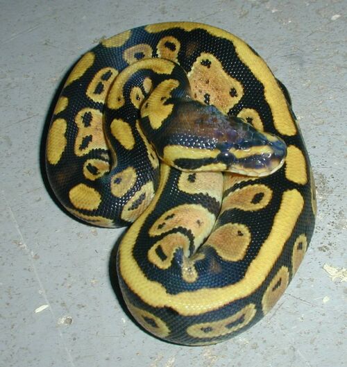  Python regius High Contrast ID = 