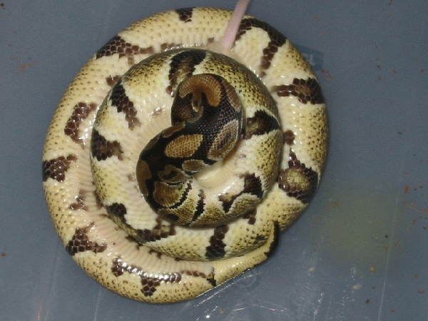  Python Regius ID = 