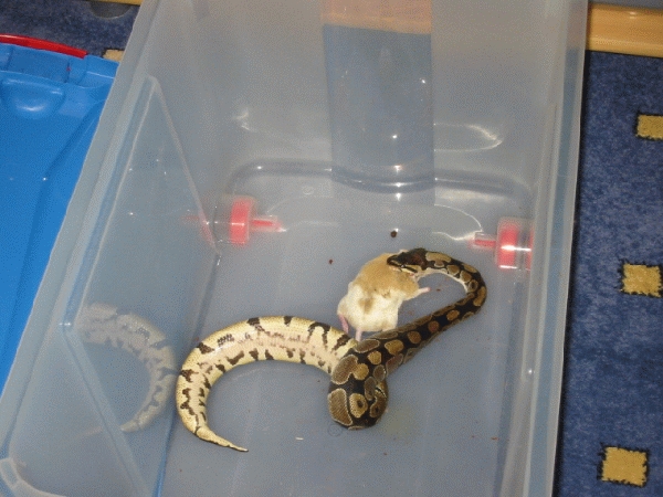  Python Regius ID = 