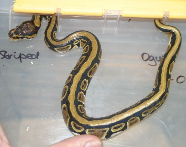  Python regius  Striped ID = 