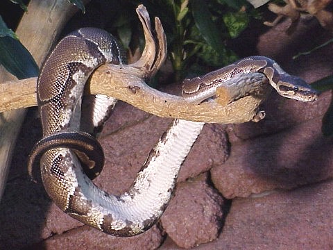  Python regius ID = 