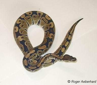  Python regius ID = 