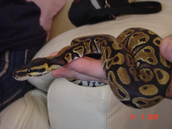  0.0.1 Python regius ID = 