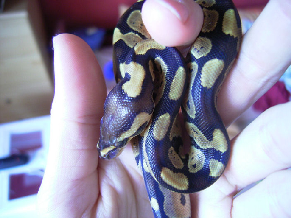  Python regius ID = 