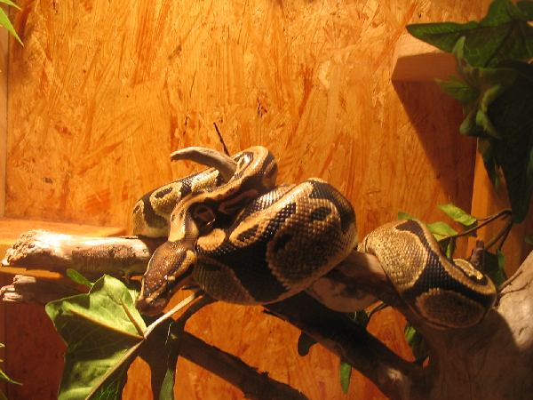  Python Regius ID = 