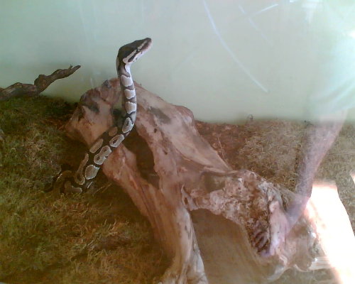  Python regius ID = 