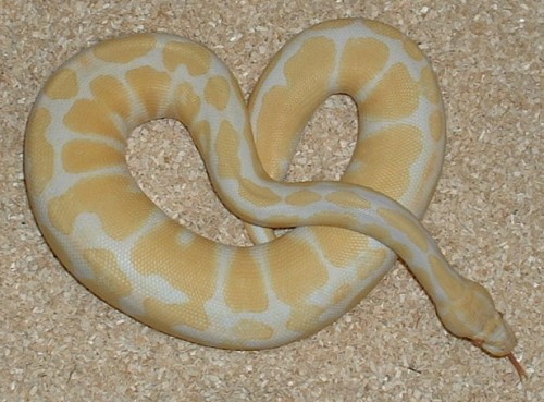  Python regius ALBINO ID = 