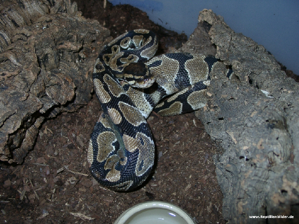  Python Regius ID = 