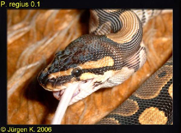  0.1 Python regius ID = 