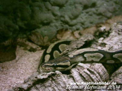  0,1 Python regius ID = 