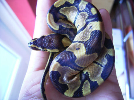  Python regius ID = 