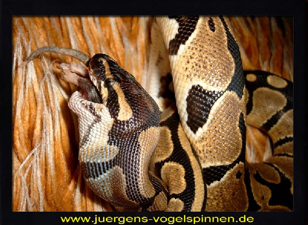  1.0 Python regius ID = 