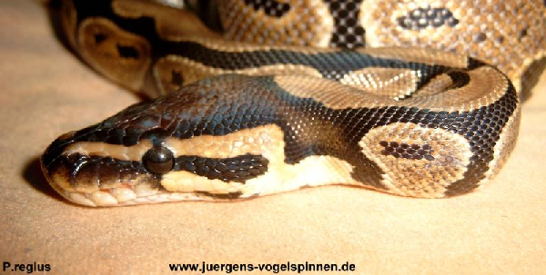  1.0 Python regius ID = 