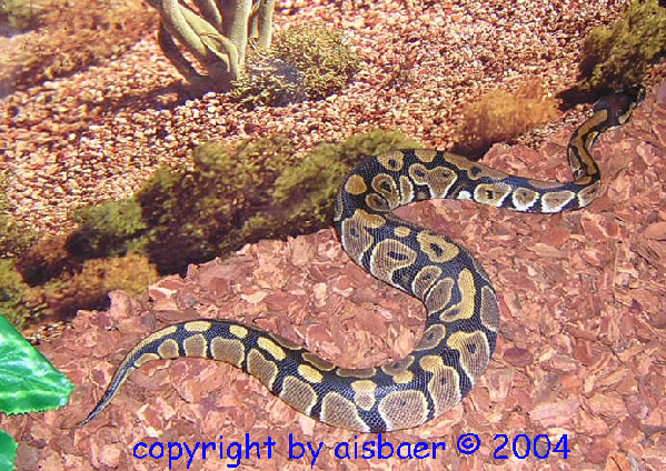  Python regius ID = 