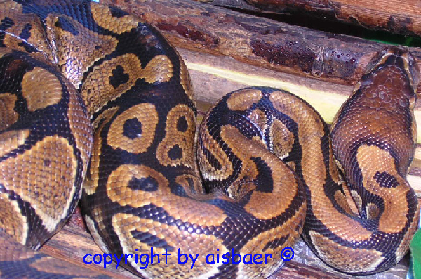  Python regius ID = 