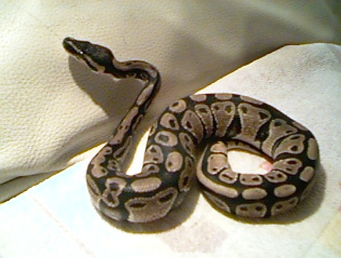  Python Regius ID = 