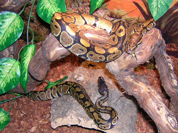  Python regius ID = 