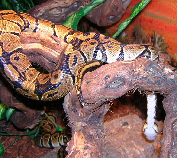  Python regius ID = 