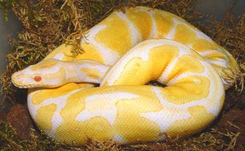  Python regius, Albino ID = 